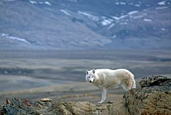 Image of an Arctic Wolf