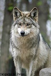 Image of a Mexican Wolf